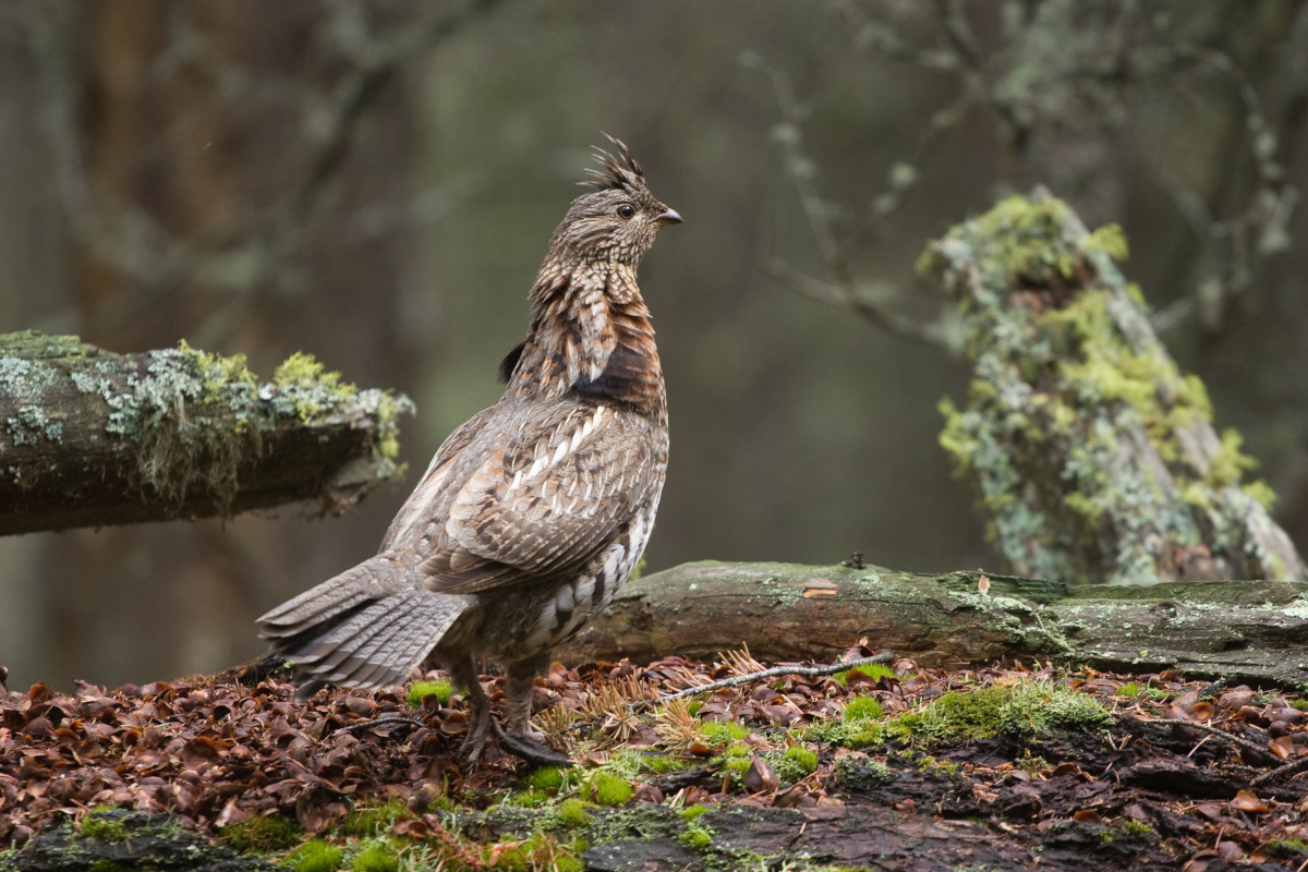 Chasse au petit gibier comment d buter Latulippe