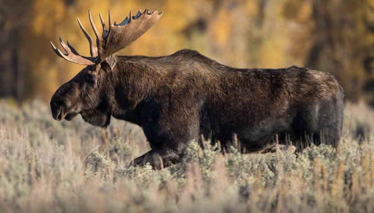 Les conditions du permis de chasse de l orignal Latulippe