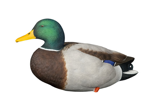 Avian X - Appelants à Mallards AXP Full Body Mallard