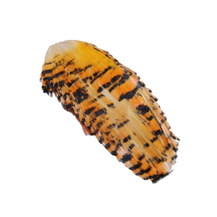 SHOR Fishing - Golden Pheasant Tippet #1