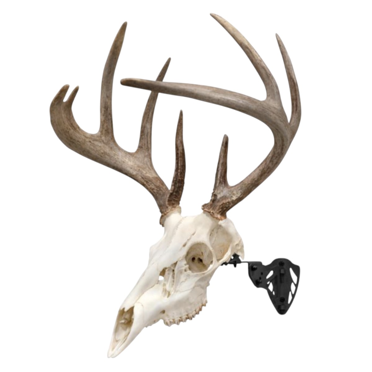 Allen - EZ Mount Trophy Skull Hanger