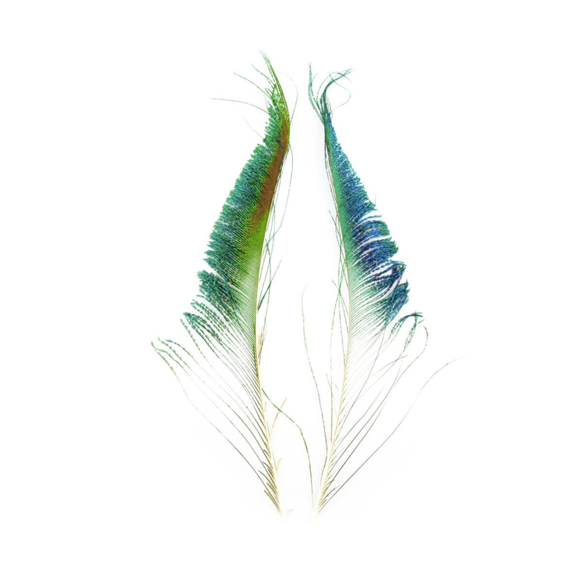 Serge Boulard Inc. - Épées de Paon