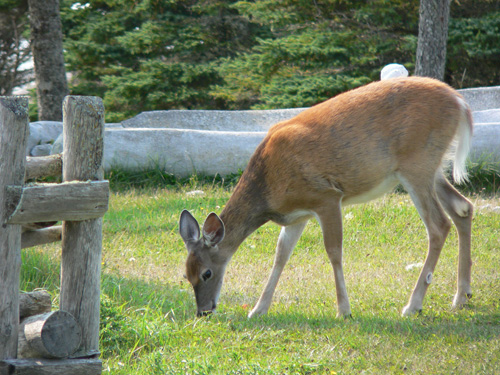 Chasse scientifique du chevreuil dans l le d anticosti r servez